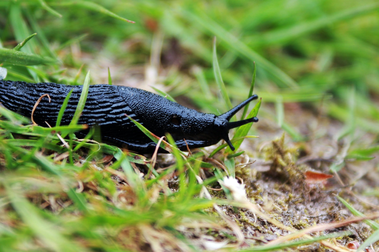 Slug